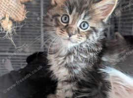 Polydactyl Maine coon babies