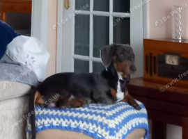 Miniature dachshund puppies for adoption hot sale near me