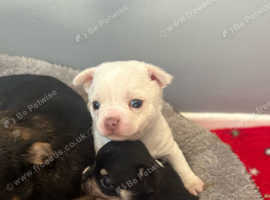Female chihuahua