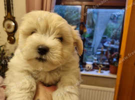 Havanese mix best sale puppies for adoption