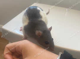 Female rats