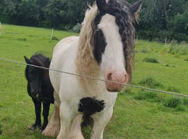 Ride and drive cob gelding for loan/sale