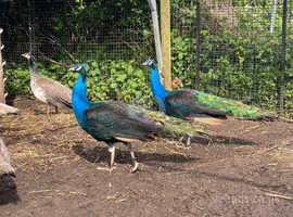 Male Peacocks Available
