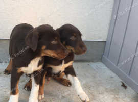 Doberman collie sales