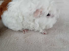 Stunning Texel baby male guinea pig