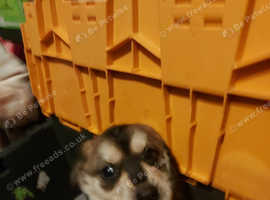 Shepsky cross puppy