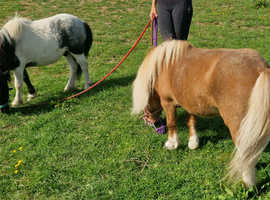 2 registered Shetland geldings