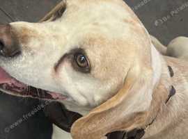Beagle boy