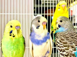Fancy Mutation Baby Budgies - ready to leave