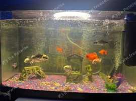 Fish tank with fish included