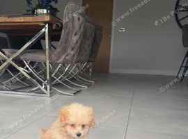 Cute female Pomapoo for sale
