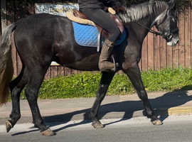 14.3h 2020 sweet genuine Connemara gelding