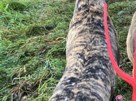 Lovely greyhound