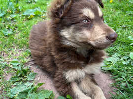 Beautiful Sheepdog Puppies