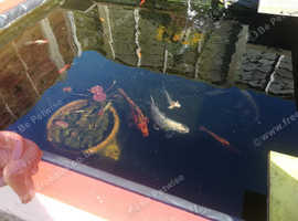 Koi carp ghost carp
