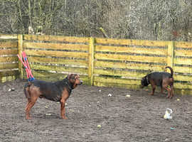 China Red dogs