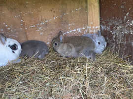 Mini rabbits for sale they are very cute and so funny really nice
