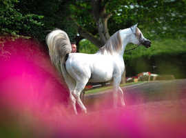 Arabian stallion ,Show trained  broken to ride super mover