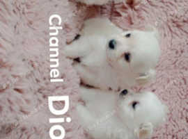 Russian chihuahuas cross pomeranian female puppies