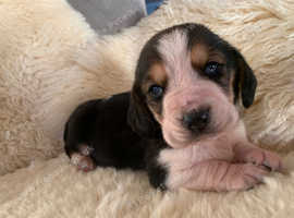 Beautiful basset hound female