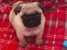 Pug Pups