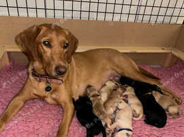 Black labradoodle puppies for sale 2024 near me