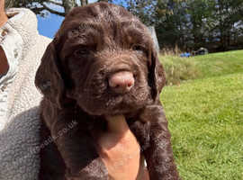 Sprocker pups