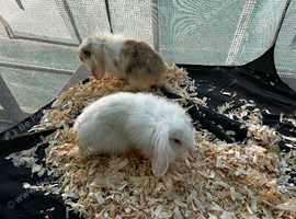 Mini lion lop babies