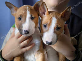 English bull terrier puppies