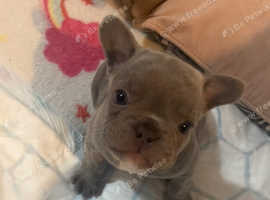 Male French Bulldog puppy