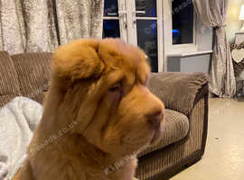 Kc reg shar pei boy