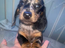 Mini dachshund puppies