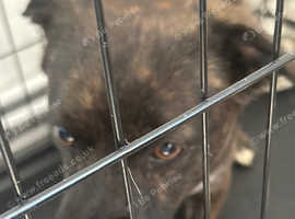 Dog needs rehoming