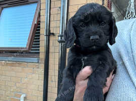 Working sprocker spaniel pups