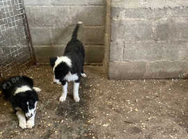 Aust Shep x Collie