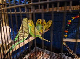 4 hen budgies for sale