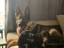 Potty trained german shepherd puppies sales for sale