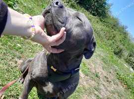Kc reg boy for sale