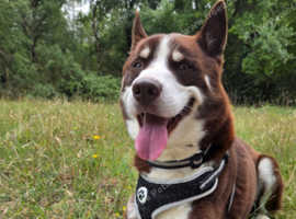 Husky for Sale