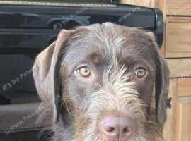 Labrador x Wirehaired Vizsla
