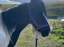 13hh BLACK & WHITE COB