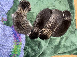 Kittens grey spotted/striped