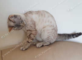 Gorgeous Bengal Snow Female 6 months (still available)
