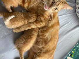 2 all ginger female kittens
