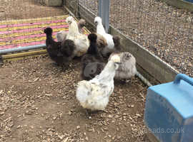 Silkie Chickens For Sale