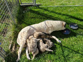 Anatolian Shepherd Dog Puppies