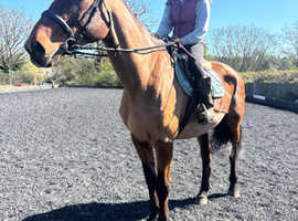 16.3/17hh bfg happy hacker/ alrounder