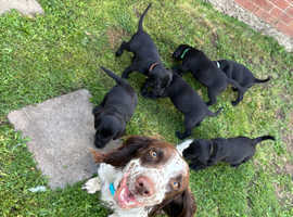 Springador Puppies