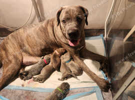 Cane Corso puppies