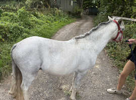 2year old grey Welsh a colt